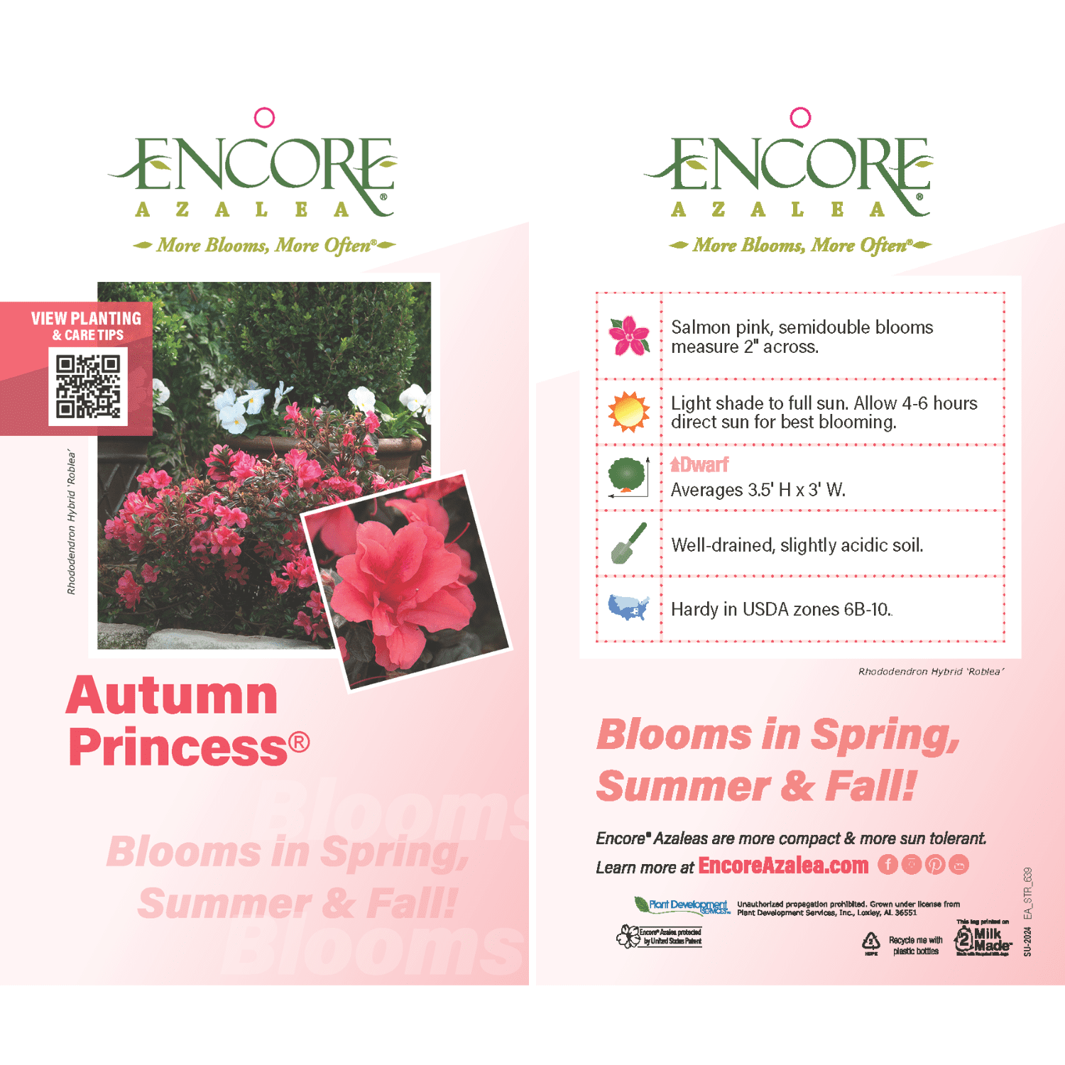 Encore Azalea Autumn Princess (1 Gallon) Salmon Pink Flowering Shrub - Full Sun Live Outdoor Plant