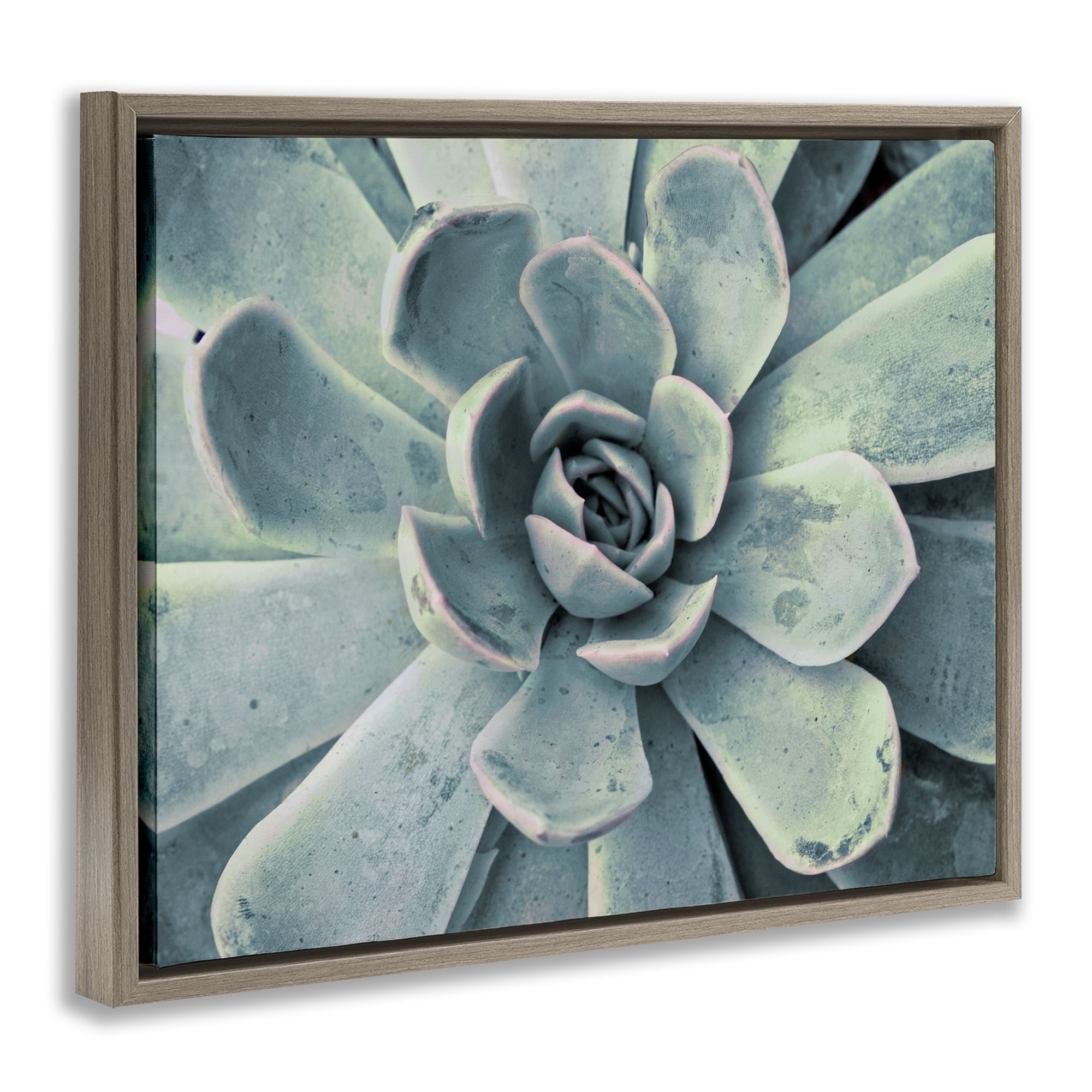 Stupell Industries Green Cactus Succulent Botanical & Floral Photography Brown Floater Framed Canvas Art Print Wall Art, 21 x 17