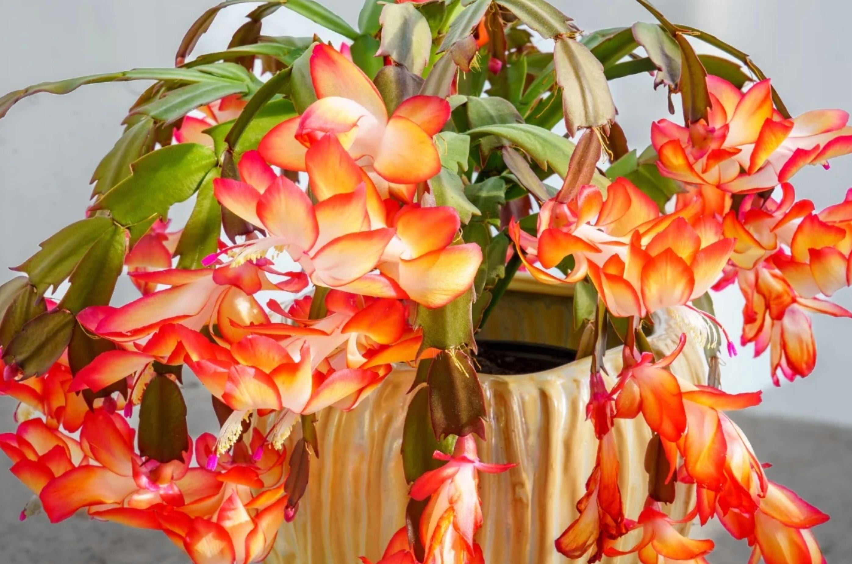 2 Mix Color Christmas Cactus Live Plant for Planting, Holiday Cactus Flowers 4 -6 Inch Tall in 3" Pot