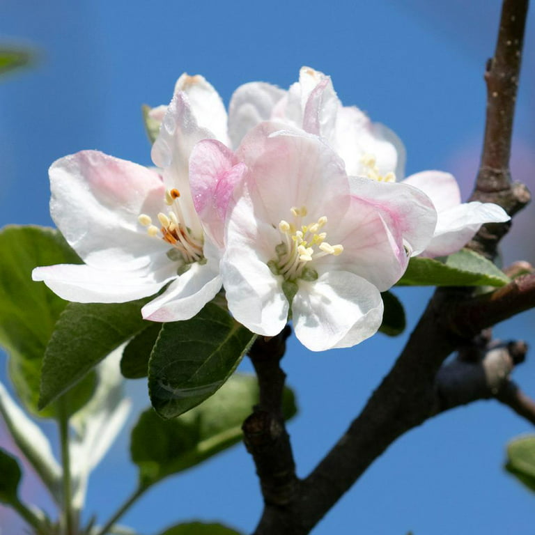 Brighter Blooms 5 Gal. Honeycrisp Apple Tree APP-HON-56_5 - The Home Depot