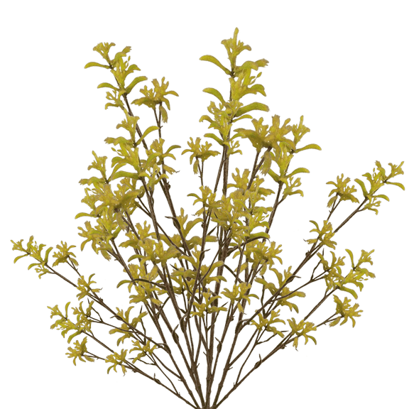 60 Stems of Yellow Kangaroo Paws- Beautiful Fresh Cut Flowers- Express Delivery