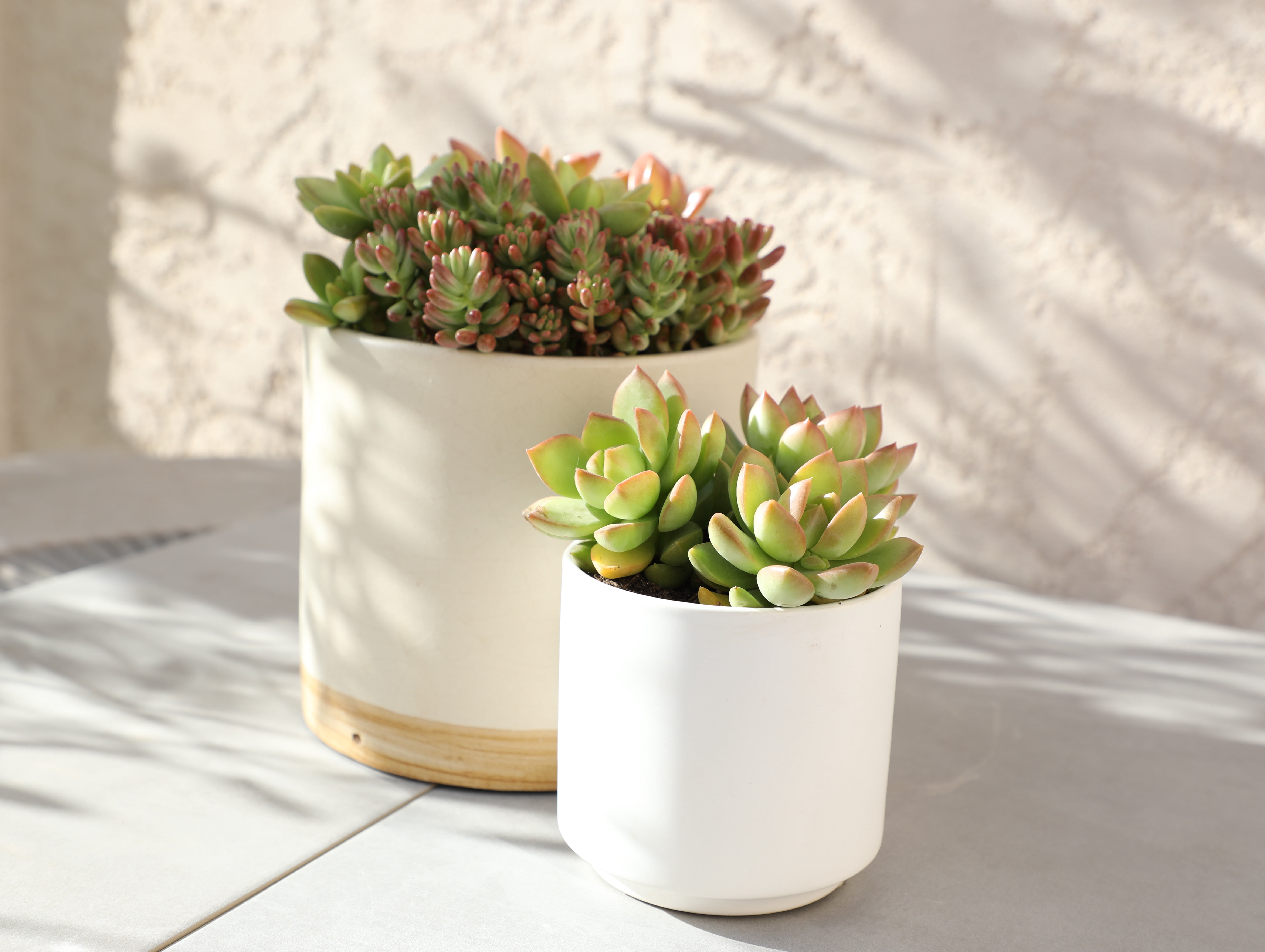 Element by Altman Plants 4 pack of 1 Quart Asst Sedum Succulents