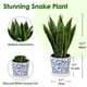 thumbnail image 2 of Planta de Serpiente Artificial Briful con Maceta Azul y Blanca, 2 of 6