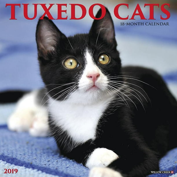 Just tuxedo cats 2019 wall calendar other walmart walmart