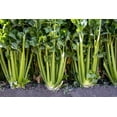 thumbnail image 2 of 1000 Seeds TENDERCRISP CELERY Stalks & Leaves Apium Graveolens Vegetable Seeds, 2 of 11