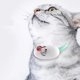 thumbnail image 5 of Collar De Con Inteligente, Puntero EléCtrico Recargable Por USB, Juguetes AutomáTicos Para Gatitos, Productos Interactivos De Entrenamiento Para Mascotas, 5 of 8