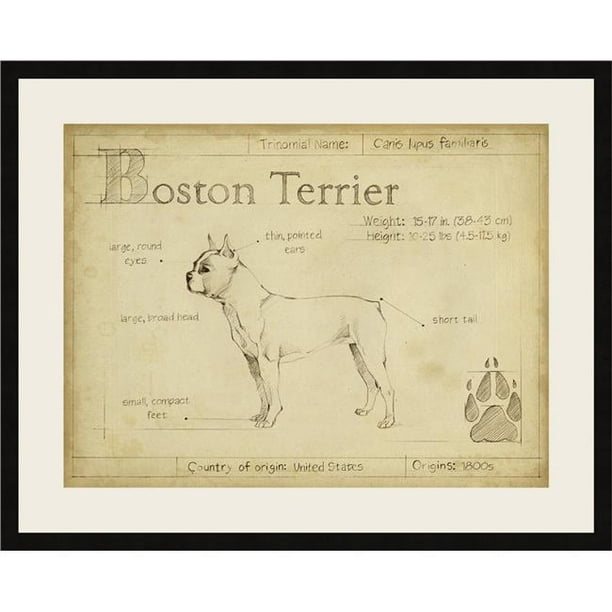 Somerset House Publishing 6502 Antique Boston Terrier&44; Imprimé d'Art Encadré avec du Verre
