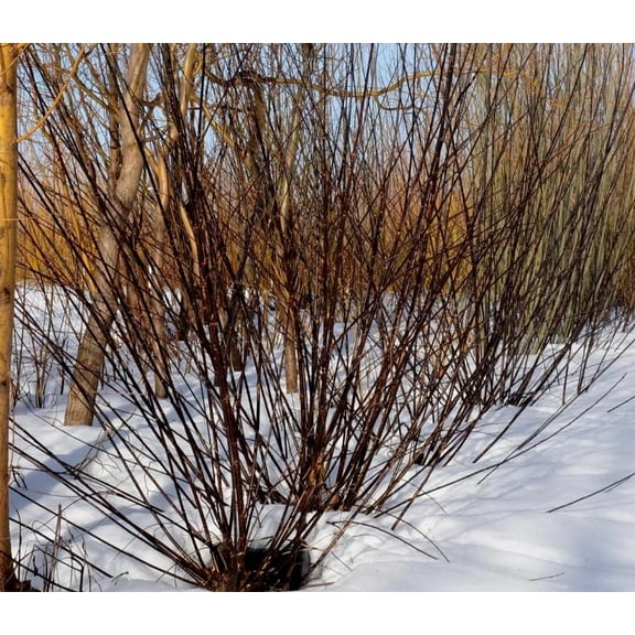2 Blackskin Willow Bush Cuttings to Grow - Rare Black Branches
