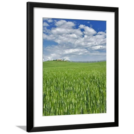 Wheat field and drive lined by stately cypress trees, Tuscany, Italy Framed Print Wall Art By Adam