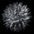thumbnail image 2 of Carson, Brian 26x26 Black Ornate Wood Framed with Double Matting Museum Art Print Titled - Black and White Petals, 2 of 4