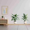 thumbnail image 4 of Peel & Stick Vinyl Wall Sticker | Green Potted Plant Wall Décor | Botanical Self Adhesive Mural for Living Room & Kitchen | Size 91 cm by 45 cm, 4 of 8