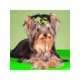 thumbnail image 5 of St. Patrick's Day New Pet Headband With Green Clover For Dogs & Cats, 20pcs/Pack, 5 of 5
