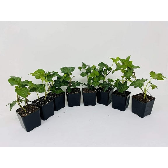 Genric 8" English Ivy Live Plants in 1 3/4" Pots (8 Count)