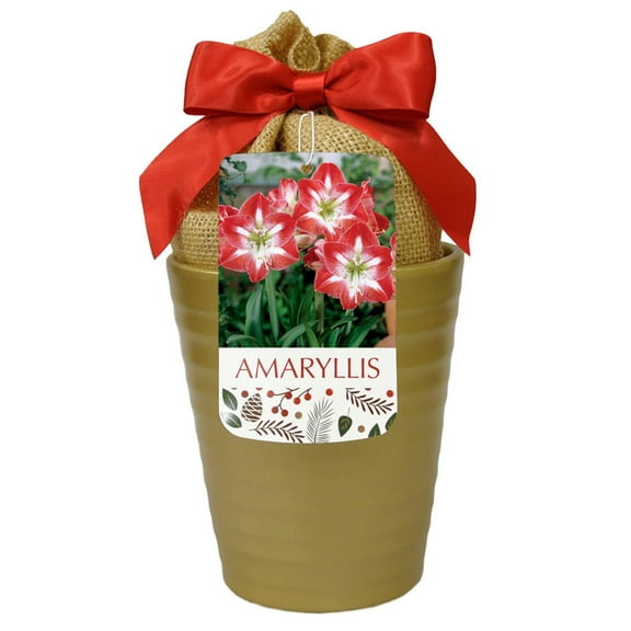 Minerva Gold Ceramic Amaryllis Kit - Bulb/Ceramic Vase/Planting Medium - One Bulb