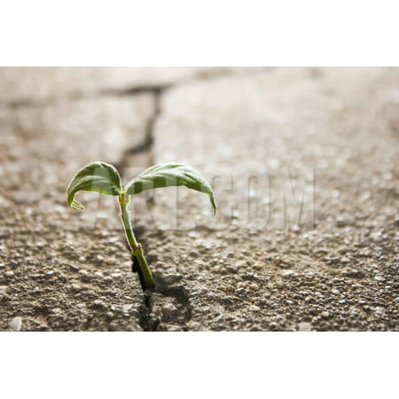 Weed Growing through Crack in Pavement Print Wall Art By Carlos