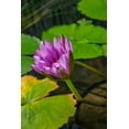 thumbnail image 2 of Engelbrecht, Lisa S. 13x18 Gold Ornate Wood Framed with Double Matting Museum Art Print Titled - Blue Cape Water lily, 2 of 4