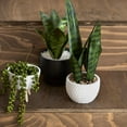 thumbnail image 2 of Bouclair White Faux Rattan Ceramic Pot with Artificial Plant, 2 of 5