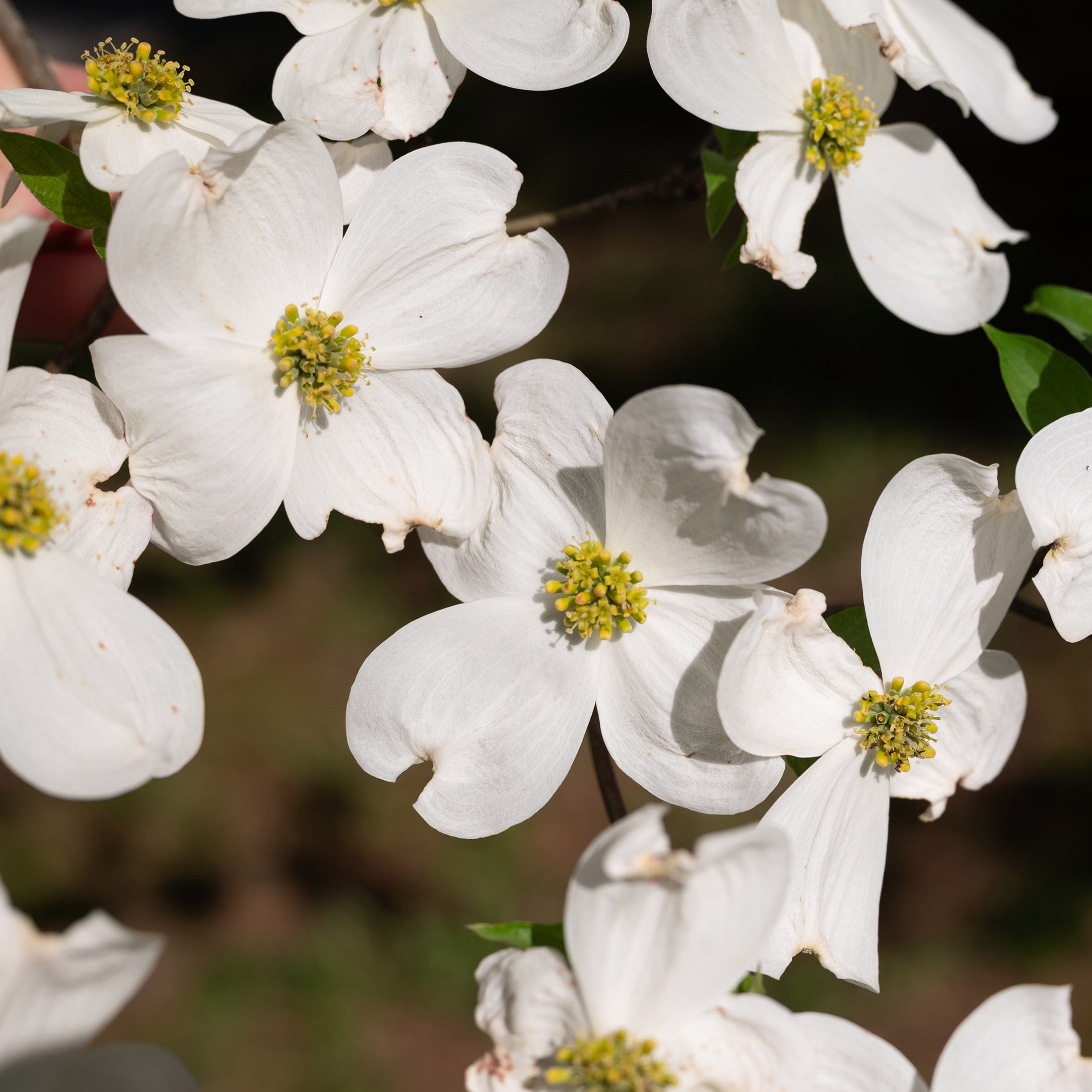 Expert Gardener 1.5-2 ft tall Appalachian Spring Dogwood Live Tree in 3-Gallon Grower Pot
