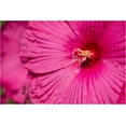 thumbnail image 6 of Seedville 25 Grenache Vintage Pink Hibiscus Flower Seeds, 6 of 10