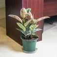 thumbnail image 3 of Perfect Plants Rubber Plant 'Tineke' 6 inch pot, 3 of 8