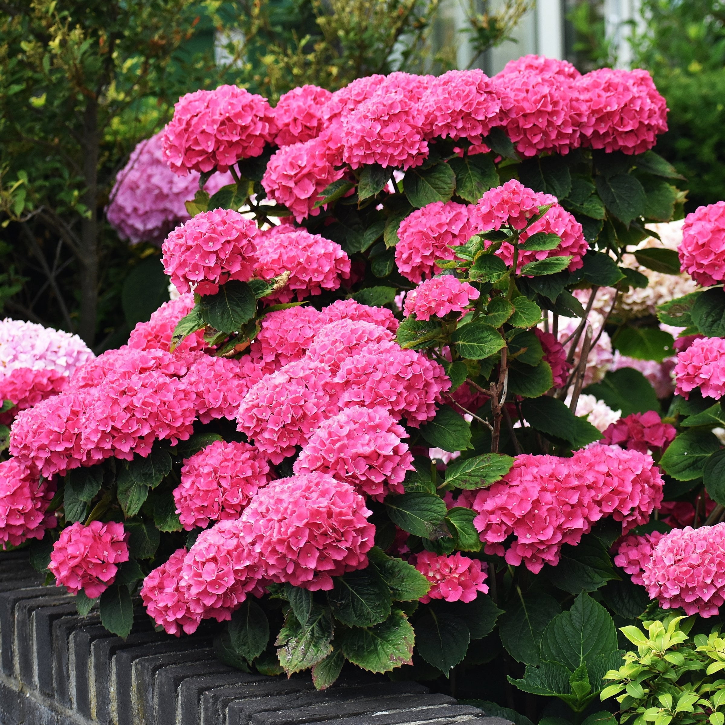 National Plant Network 3 gal. Hydrangea Merritt's Supreme Pink Live Shrub