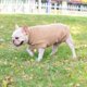 thumbnail image 5 of Chaleco tipo jersey de forro polar para perros y gatos, sudadera con capucha suave y cálida para invierno, ideal para perros pequeños y medianos, caniches, chihuahuas, bulldogs, esfinges y gatos (marr, 5 of 5