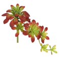 thumbnail image 1 of Vickerman FA170101 Burgundy &amp; Green Atropurpureum Succulent, 1 of 3