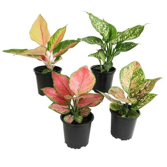 Variegated Chinese Evergreen (Aglaonema) 4-pack | 4.25" Grow Pots | Easy Live House Plants| Filtered Sun | Element by Altman Plants