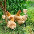 thumbnail image 5 of BKER 2 Sets Feeder Chicken Feeder Chicken With Spring Chicken Slow Feeder Boredom Stay In A Good For Chickens Poultry, 5 of 5