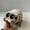 Magnetic Spider (53g, 12 * 10 * 7CM), variant on Pascal Shoulder Plus with Disk Base Chameleon Sitting Shoulder Magnet Lizard Plush Toy