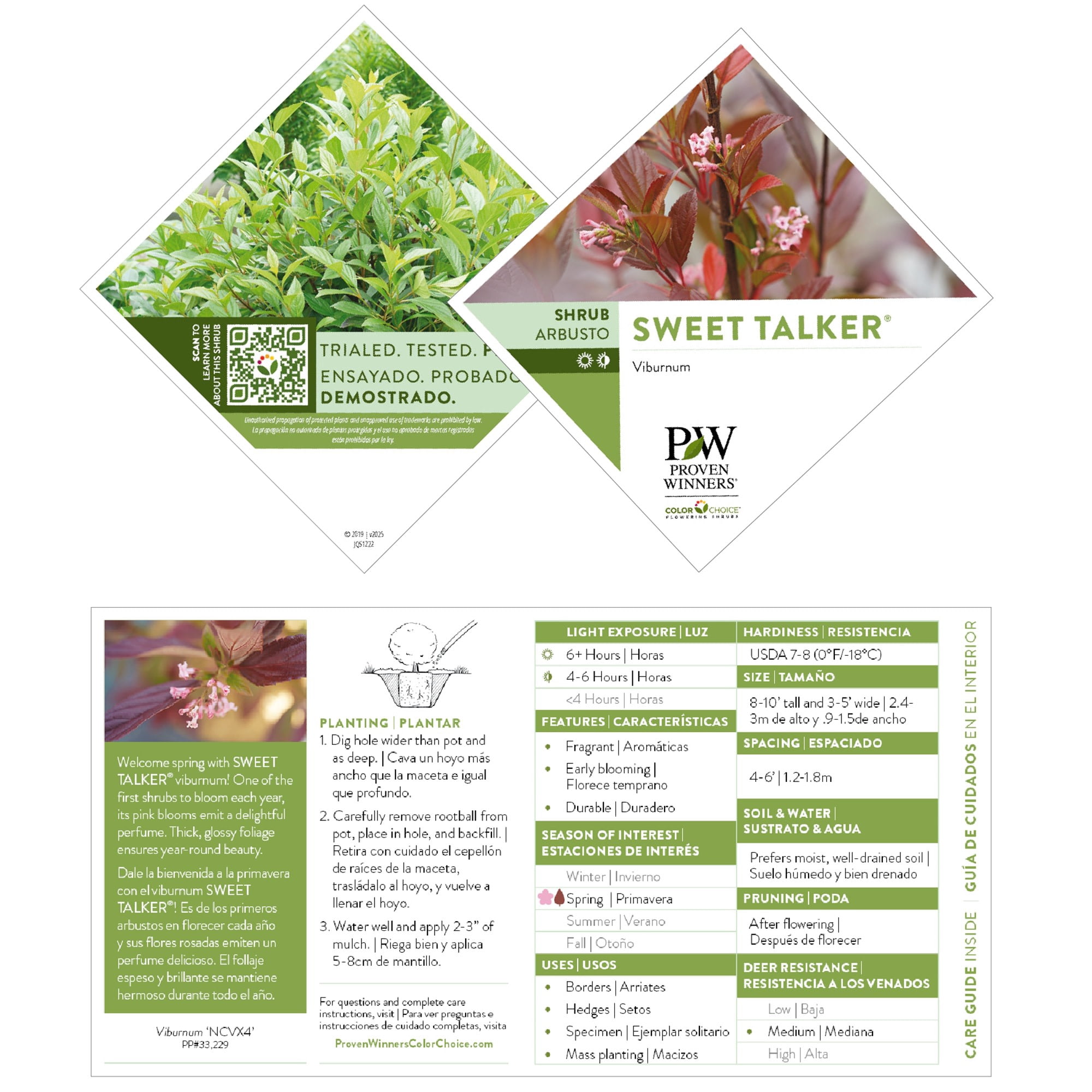 Proven Winners ColorChoice 5" Pink Sweet Talker Fragrant Viburnum Live Plant in 4.5" Pot (4 Count)
