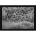 thumbnail image 2 of The Yellowstone Collection 24x17 Black Modern Wood Framed Wall Art Titled - White-tailed Deer with Fawns, Willow Park, Yellowstone National Park, 2 of 6