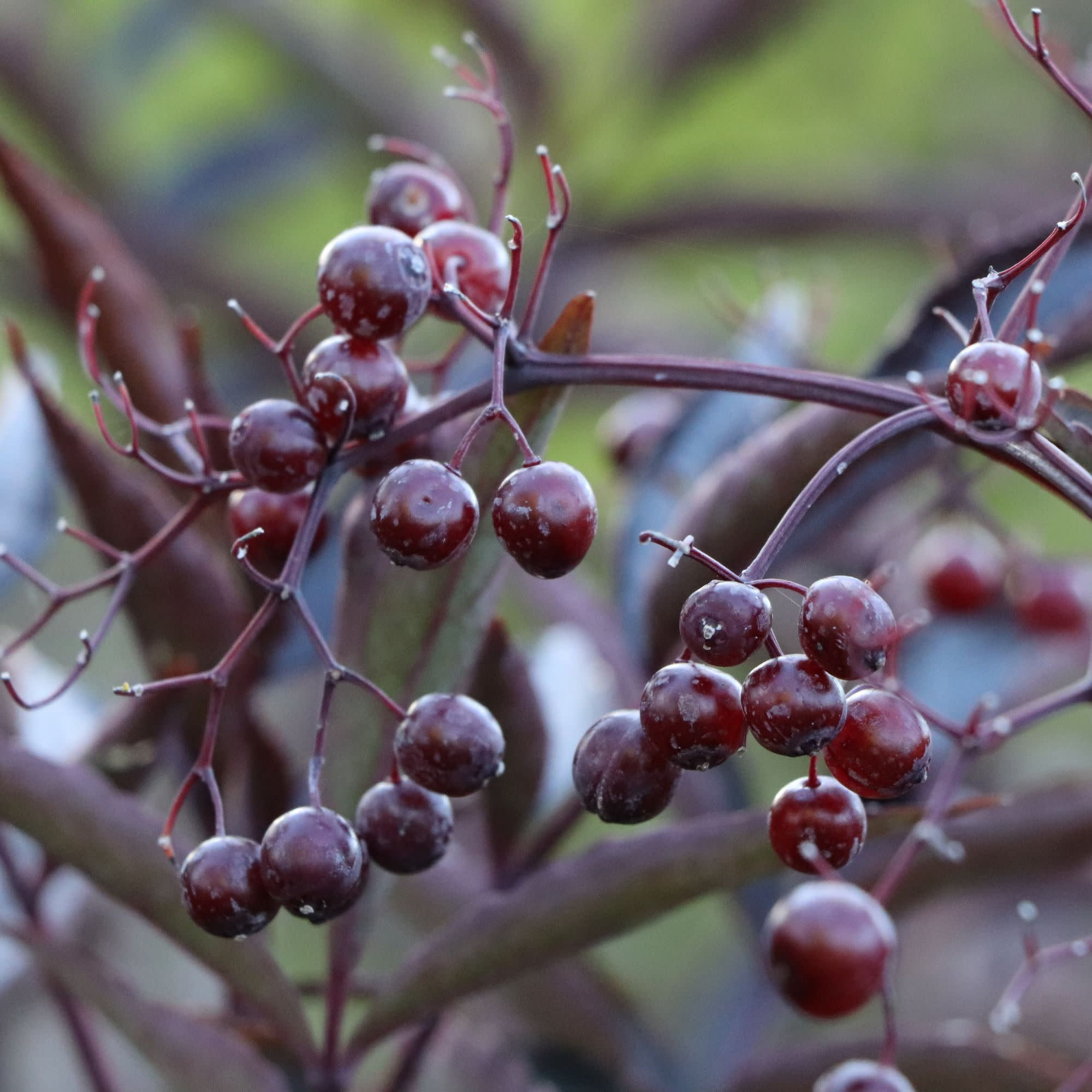 Proven Winners ColorChoice 5" Purple Pink Pony Elderberry Live Plant in 4.5" Pot (4 Count)