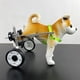 thumbnail image 4 of Dog Wheelchair Pet Wheelchair Back Legs Disabled Puppy Hind Limbs Booster Car Elderly Paralyzed  Assisted Walk Rehabilitation ShopWise Round, 4 of 7