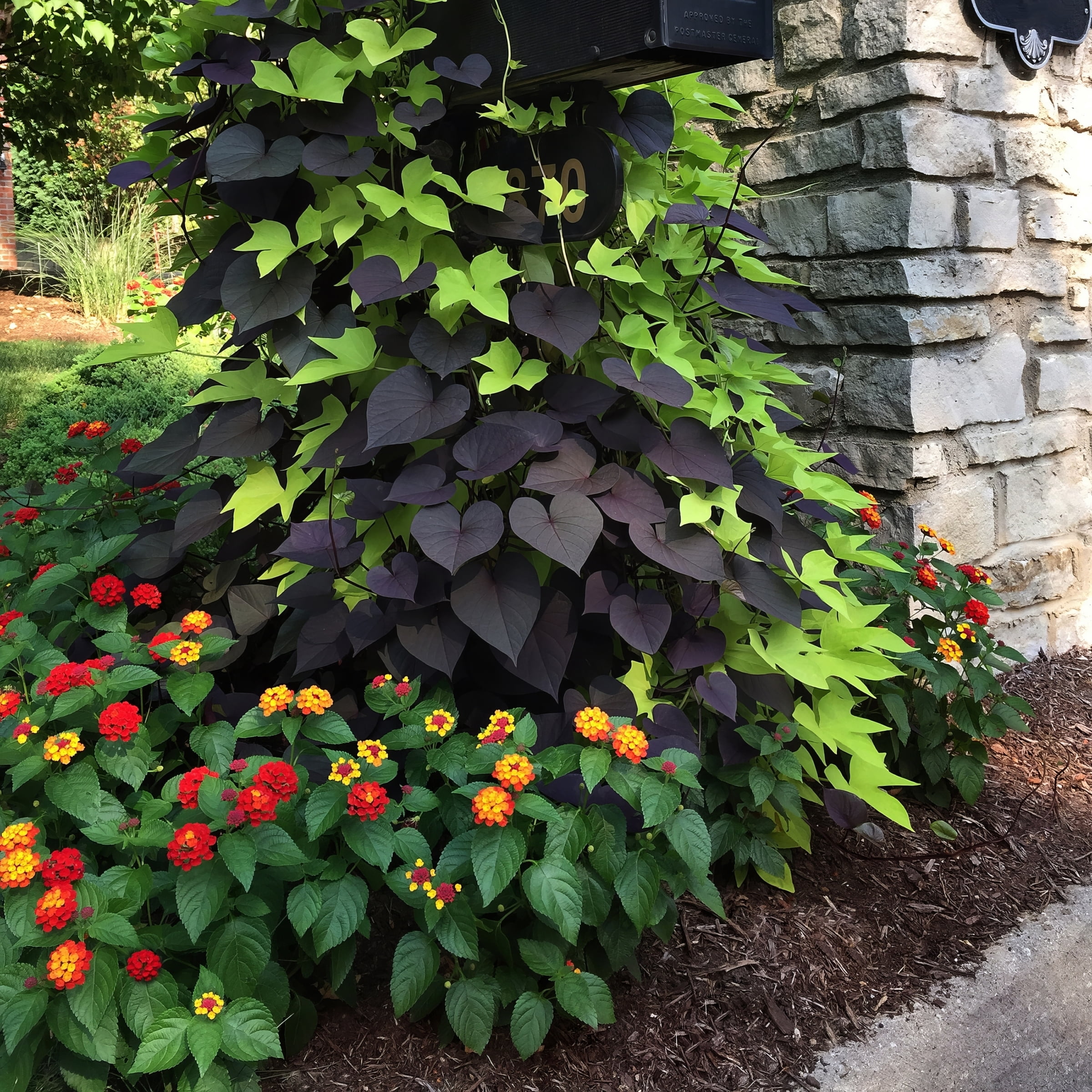 2.5 in. Lantana Bloomify Red Plant (3-Pack)