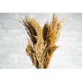 thumbnail image 3 of Indian Reeds, 3 of 4