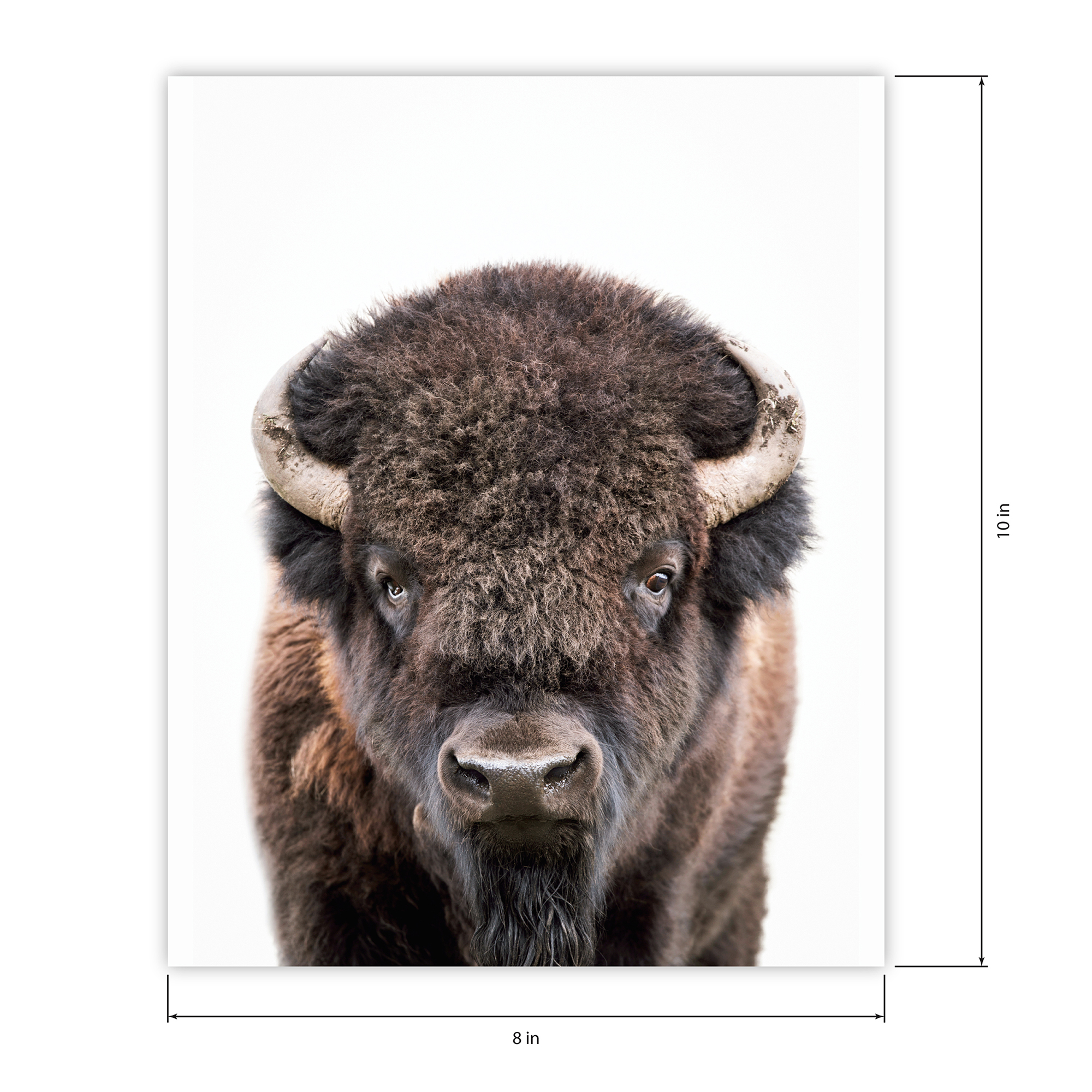 (2 pack) DesignOvation Forest Animals Unframed Art Prints 8” x 10” Set of 3 by Amy Peterson