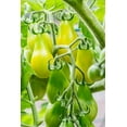thumbnail image 2 of Horton, Janet 23x32 White Modern Wood Framed Museum Art Print Titled - Issaquah-Washington State-USA Heirloom Yellow Pear tomatoes, 2 of 4