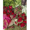 Mixed Caladium Bulbs for Planting Perennial Hosta, Elephant Ears