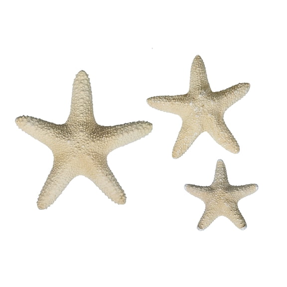 CalCastle Craft 3 PC Natural Real Dried Jungle Starfish (3" - 4")