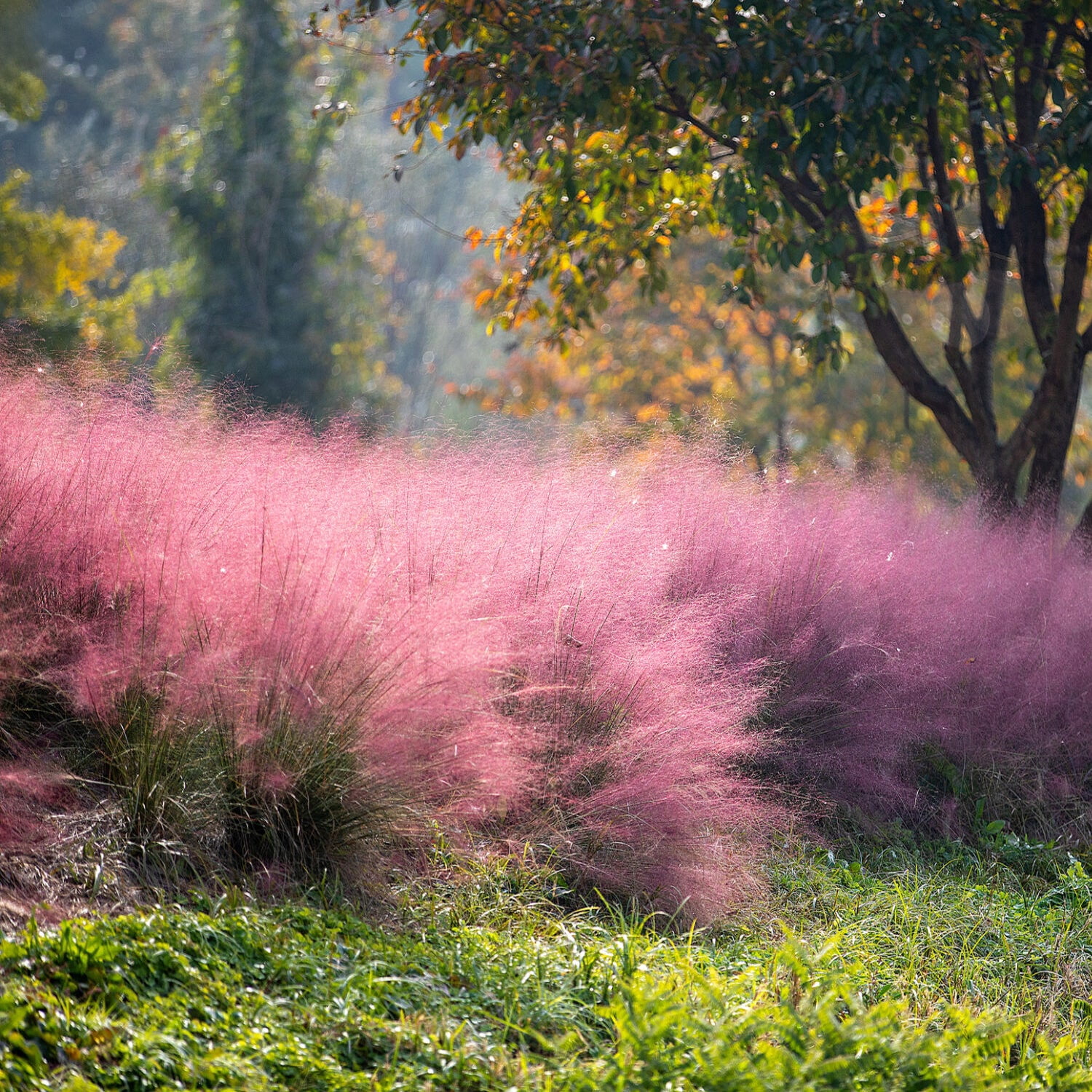 Expert Gardener 1 ft Capillaris - Pink Muhly Live Grass in 1