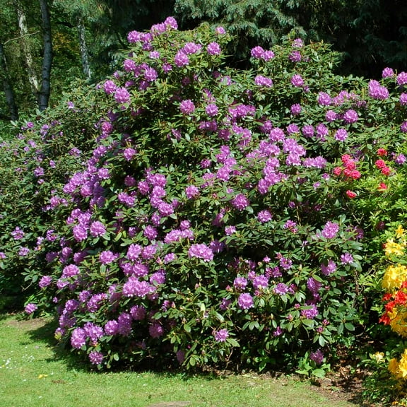 Brighter Blooms - Lavender Rhododendron Shrub, 1 gal - No Shipping to AK, AZ, HI