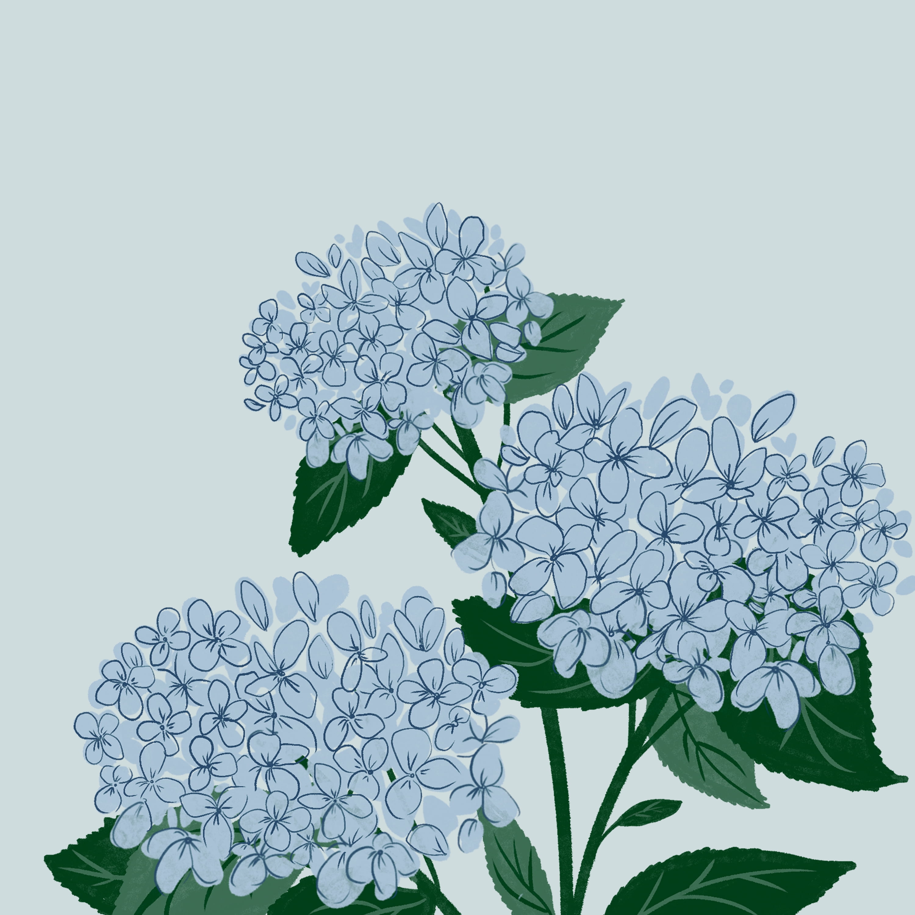 Hydrangea Floral