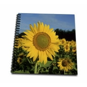 3dRose Common Sunflowers, Helianthus annus, Illinois - Mini Notepad, 4 by 4-inch