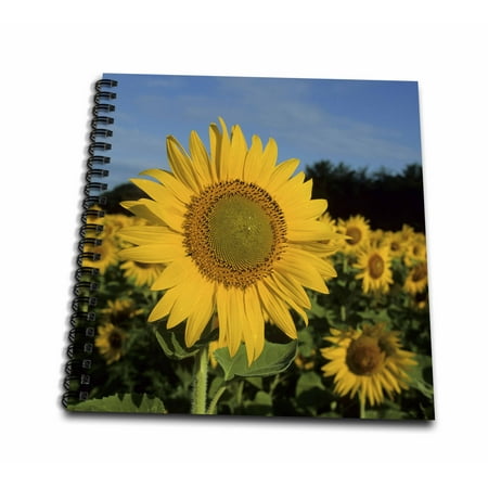 3dRose Common Sunflowers, Helianthus annus, Illinois - Mini Notepad, 4 by 4-inch