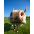 thumbnail image 2 of Amusing Close-up Cow's Mug Wall Mural Decal Sticker, Wallmonkeys Peel & Stick Vinyl Graphic (48 in H x 37 in W), 2 of 4