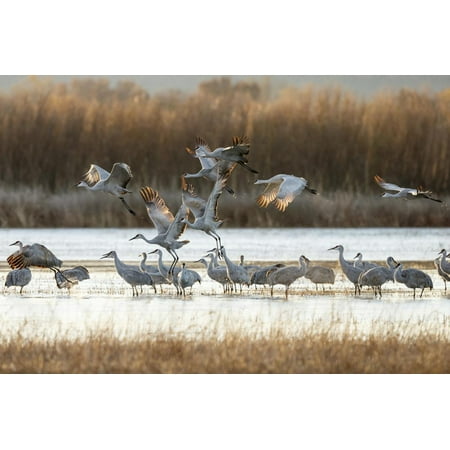 Sandhill Cranes Flying, Bosque Del Apache National Wildlife Refuge, New Mexico Print Wall Art By Maresa