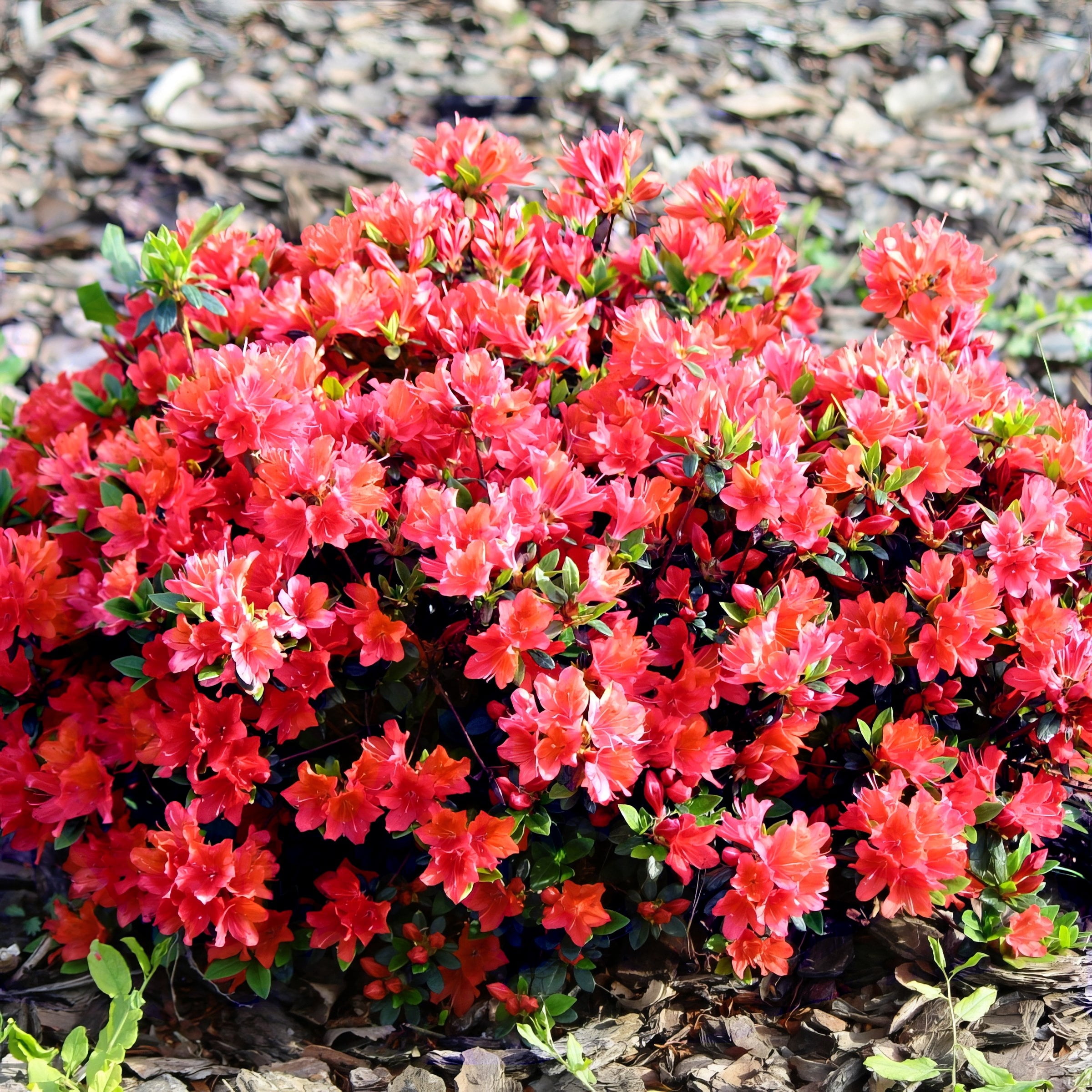National Plant Network 3 gal. Native Azalea Jeb Stuart