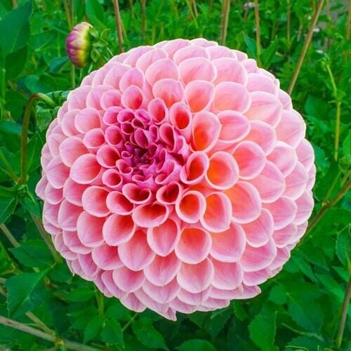 Toadstool Seeds 25 Winnie Dahlia Perennial Flower Seeds, Hardy Garden Blooms, Outdoor Planting