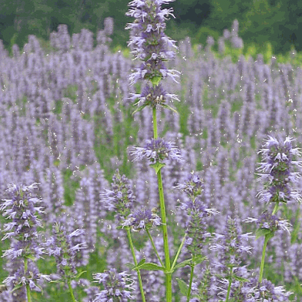 Everwilde Farms 1 Lb Anise Hyssop Native Wildflower Seeds Gold Vault Bulk Seed Packet